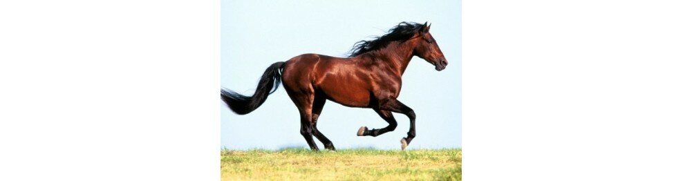 Équipement et soin du cheval